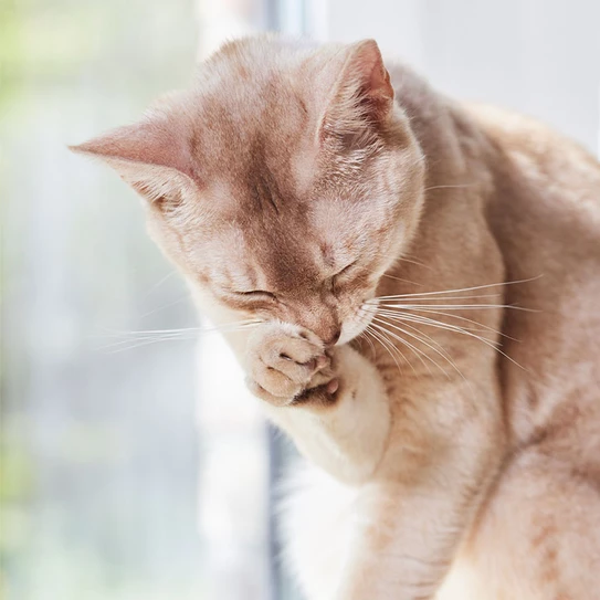 Katze putzt sich 